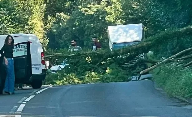 Lucky escape for driver as tree falls on car on busy Welsh road
