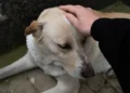 Loyal dog who stayed by side of deceased owner for five days now left heartbroken