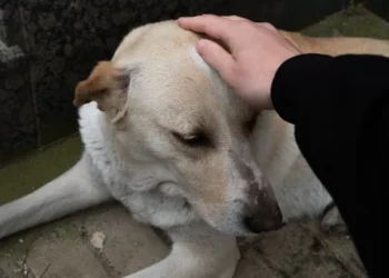 Loyal dog who stayed by side of deceased owner for five days now left heartbroken