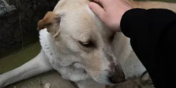 Loyal dog who stayed by side of deceased owner for five days now left heartbroken