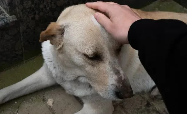 Loyal dog who stayed by side of deceased owner for five days now left heartbroken