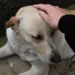 Loyal dog who stayed by side of deceased owner for five days now left heartbroken