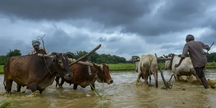 Excess rain, floods may dent India’s gains from higher kharif acreage