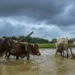 Excess rain, floods may dent India’s gains from higher kharif acreage