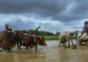 Excess rain, floods may dent India’s gains from higher kharif acreage
