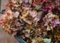 Gardeners with hydrangeas will be ‘doing them a favour’ with 1 task in September