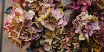 Gardeners with hydrangeas will be ‘doing them a favour’ with 1 task in September