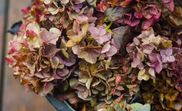 Gardeners with hydrangeas will be ‘doing them a favour’ with 1 task in September