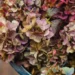 Gardeners with hydrangeas will be ‘doing them a favour’ with 1 task in September