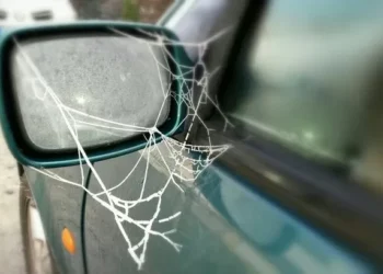 Motoring expert reveals one spot in your car that makes spiders really dangerous