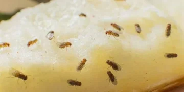 Experts recommend one simple way to trap fruit flies this autumn