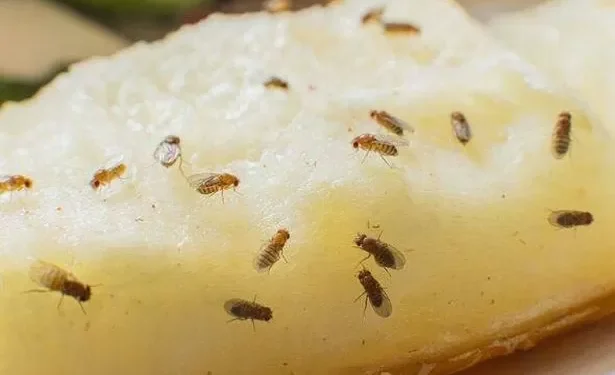 Experts recommend one simple way to trap fruit flies this autumn