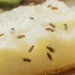 Experts recommend one simple way to trap fruit flies this autumn