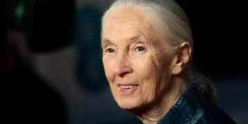 Conservationist and primatologist Dame Jane Goodall has died, aged 91