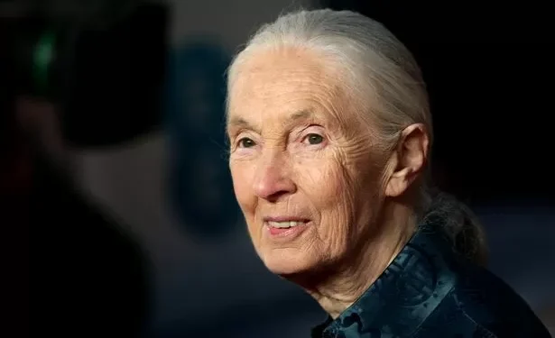 Conservationist and primatologist Dame Jane Goodall has died, aged 91