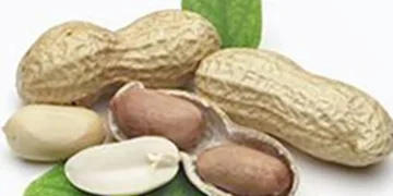 Indonesia’s suspension of Indian groundnut imports may end soon