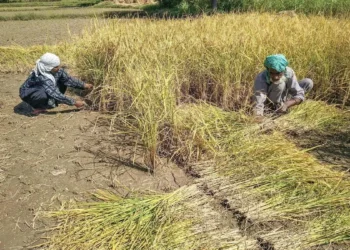 No takers for weather-based crop insurance in Kashmir