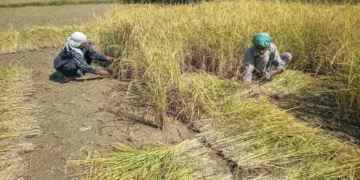 No takers for weather-based crop insurance in Kashmir