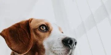 Exclusive: WCW Celebrates Trump EPA Meeting Target, Slashing Mammal Testing by 30 Percent in 2025