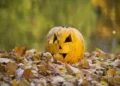 Anyone with leftover Halloween pumpkins issued £50k fine warning