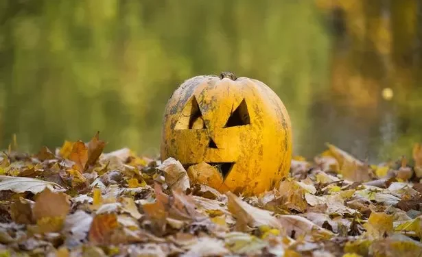 Anyone with leftover Halloween pumpkins issued £50k fine warning