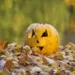 Anyone with leftover Halloween pumpkins issued £50k fine warning
