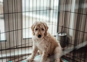 Expert gives warning ahead of ‘most dangerous weekend for dogs’