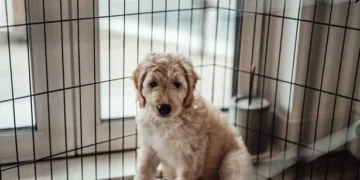 Expert gives warning ahead of ‘most dangerous weekend for dogs’