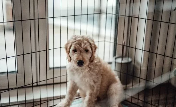 Expert gives warning ahead of ‘most dangerous weekend for dogs’