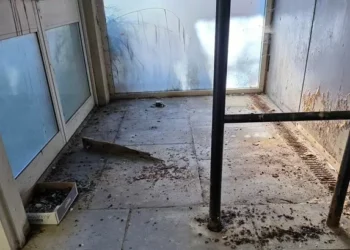 Wales’ biggest hospital is pigeon-infested and leaves patients ‘traumatised’