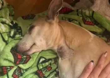 Woman only left dog for a moment but returned to find home looking and smelling like horror scene