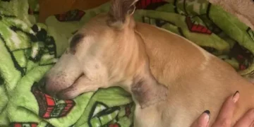 Woman only left dog for a moment but returned to find home looking and smelling like horror scene