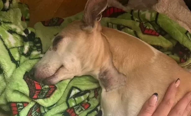 Woman only left dog for a moment but returned to find home looking and smelling like horror scene