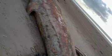 World’s second biggest animal left to rot on Welsh beach