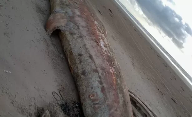 World’s second biggest animal left to rot on Welsh beach