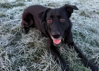 Rescue dog finds new home after 600 days in care