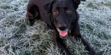 Rescue dog finds new home after 600 days in care