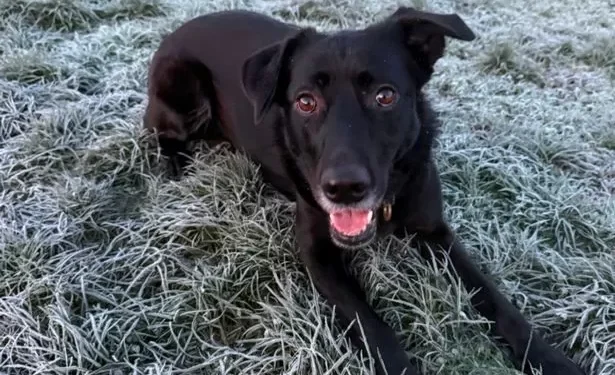 Rescue dog finds new home after 600 days in care