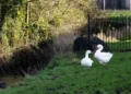 Disappearance of park geese sparks fears they’re being taken for Christmas dinner