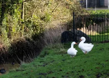 Disappearance of park geese sparks fears they’re being taken for Christmas dinner