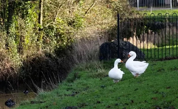 Disappearance of park geese sparks fears they’re being taken for Christmas dinner