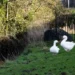 Disappearance of park geese sparks fears they’re being taken for Christmas dinner