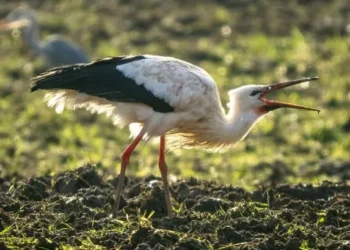 Animal that vanished from Britain 600 years ago spotted in Wales