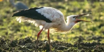 Animal that vanished from Britain 600 years ago spotted in Wales