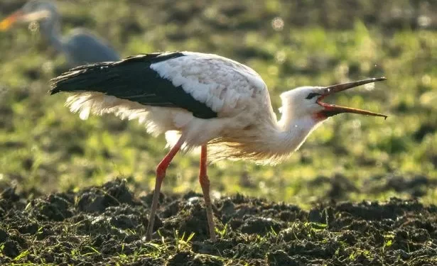 Animal that vanished from Britain 600 years ago spotted in Wales