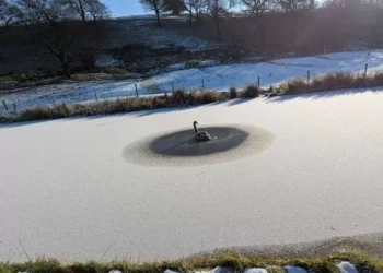 Fox caught in chair and puffin blown 110 miles among bizarre animal rescues