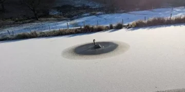 Fox caught in chair and puffin blown 110 miles among bizarre animal rescues