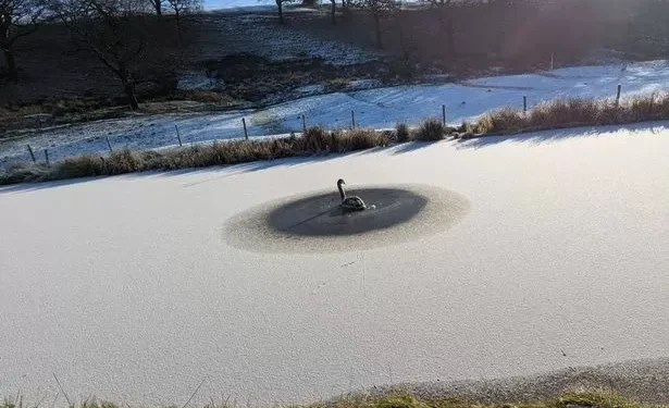 Fox caught in chair and puffin blown 110 miles among bizarre animal rescues