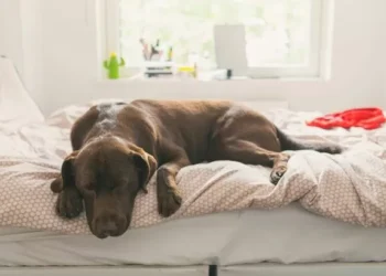 Dog trainer settles debate on whether pets should be allowed on furniture