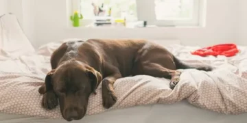 Dog trainer settles debate on whether pets should be allowed on furniture